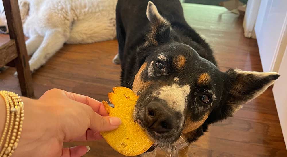 Dog Cookies