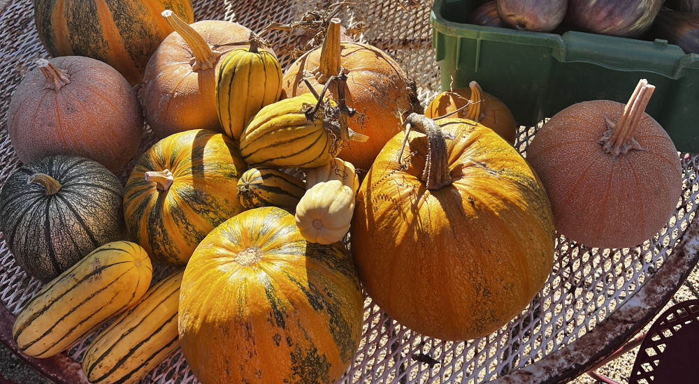 PUMPKIN PUDDING